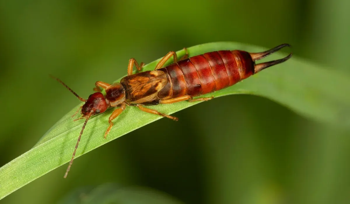 Why Earwigs Keep Showing Up in Your Dallas Home (and How to Stop Them)
