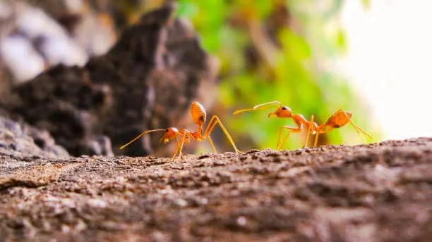 Stay Pest-Free This Winter: Expert Tips for Preventing Winter Pests in Dallas Homes