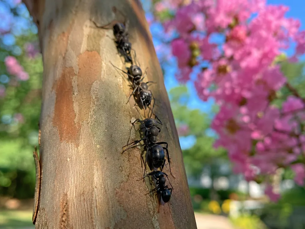 Carpenter ant trail on crape myrtle, Forterra Pest Control