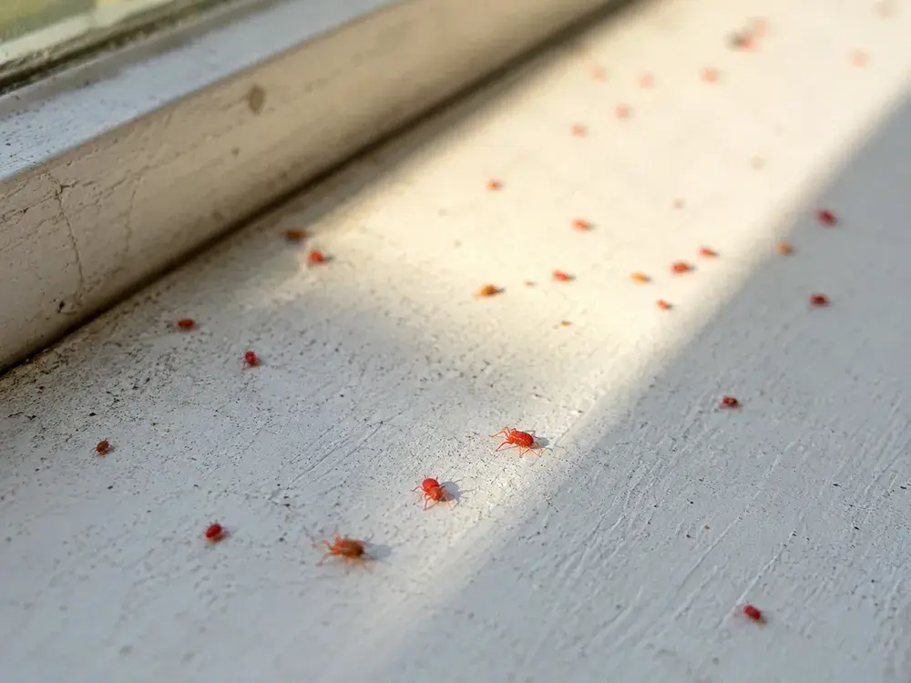 Clover mites on a window sill, Forterra Pest Control