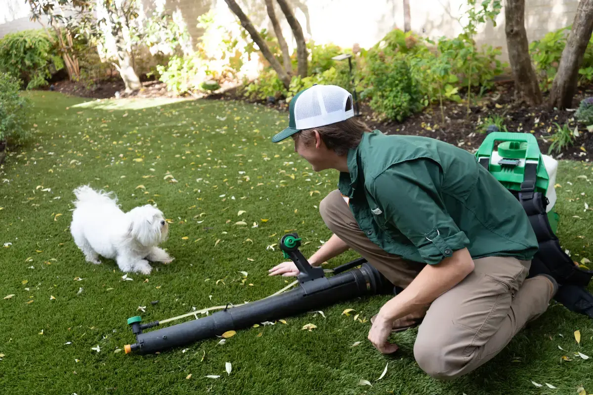 Treatment day, dog at home, Forterra Pest Control