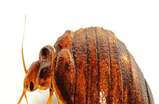 How to Find Bed Bugs During the Day