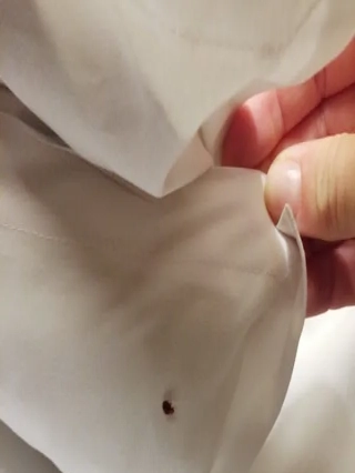 What Attracts Bed Bugs Into Your Dallas Homes?