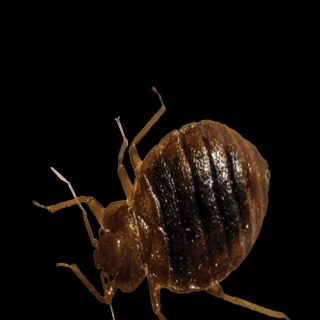 Why Do I Have a Bed Bug Problem in my Dallas-Fort Worth Home?