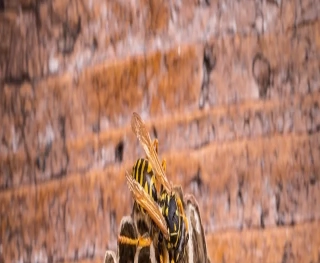 What Is the Difference Between Wasps and Hornets in Dallas, Texas?​
