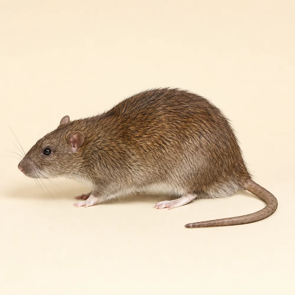 Norway rat close-up