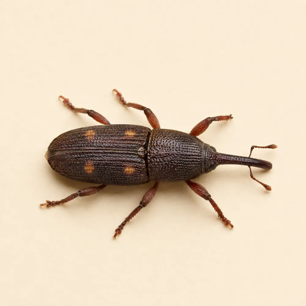Pantry beetles close-up