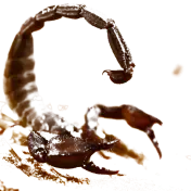 Scorpion close-up