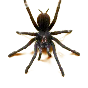 Spider close-up