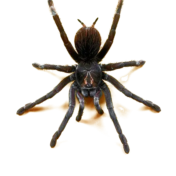 Identification, then treatment, Forterra Pest Control