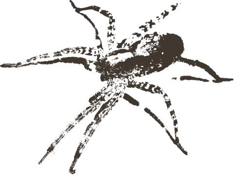 Spiders close-up