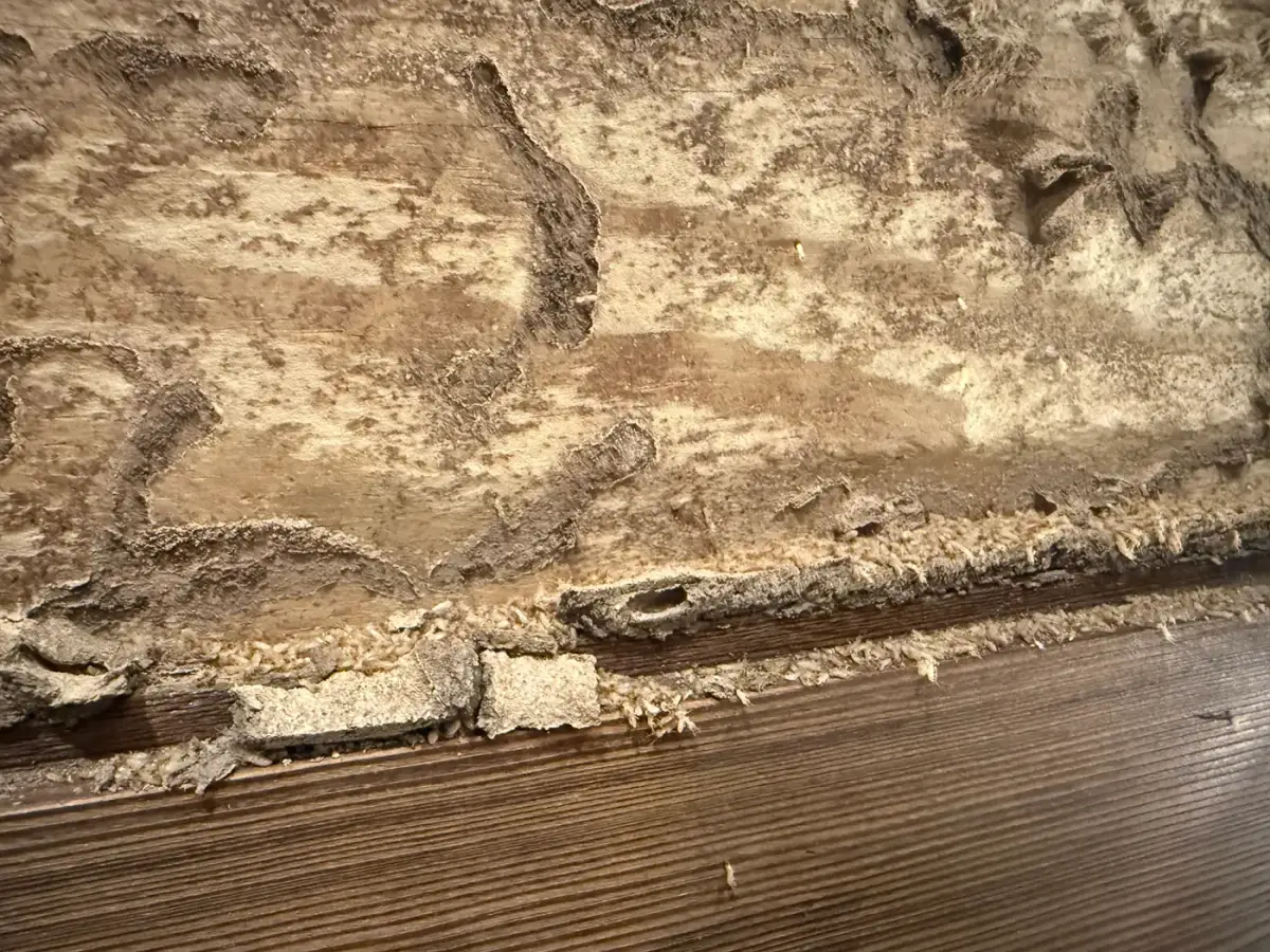 Damaged and hollowed wood