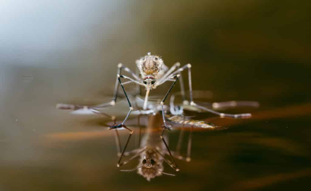 mosquito on shiny water surface