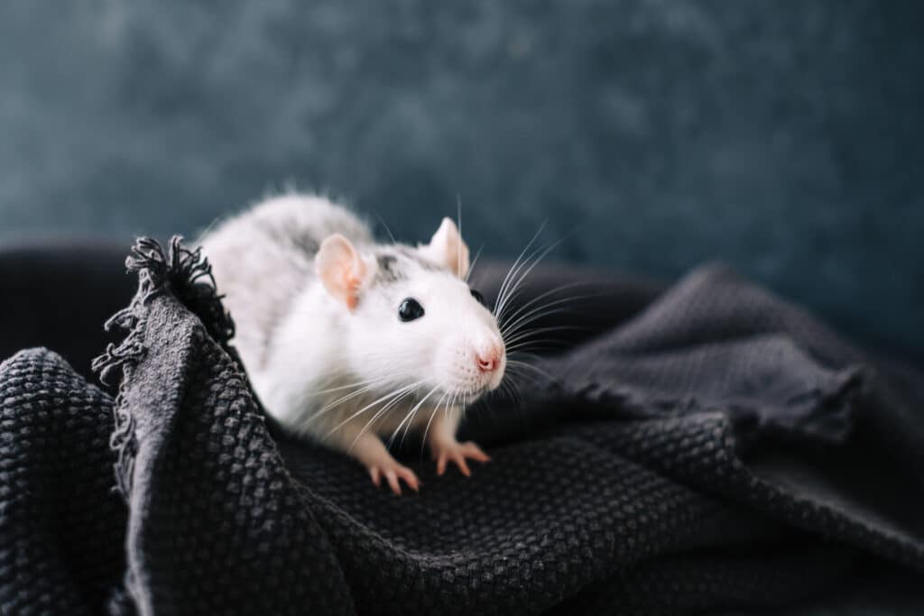 How Big Can Rats Get