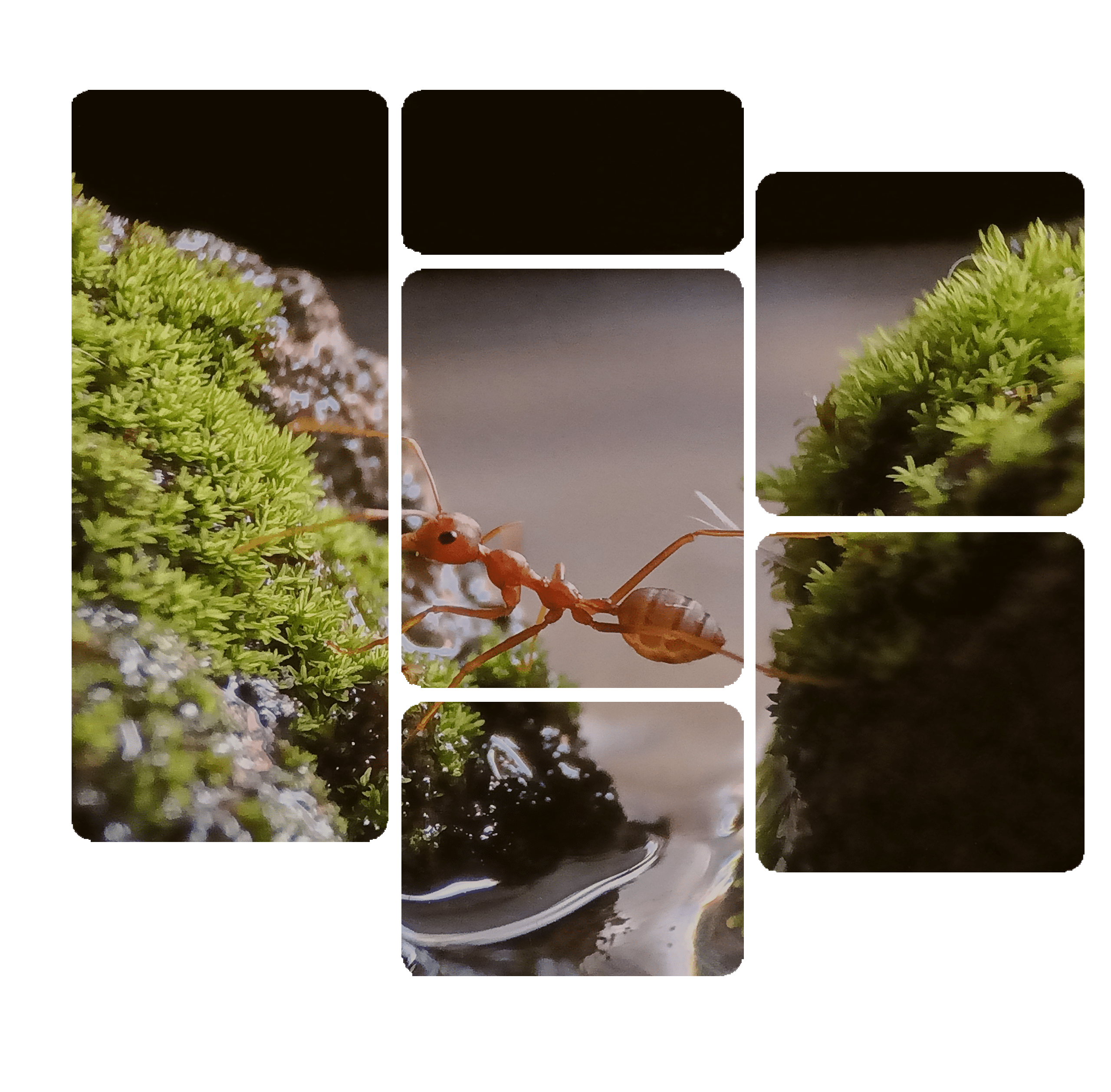 close up ant collage