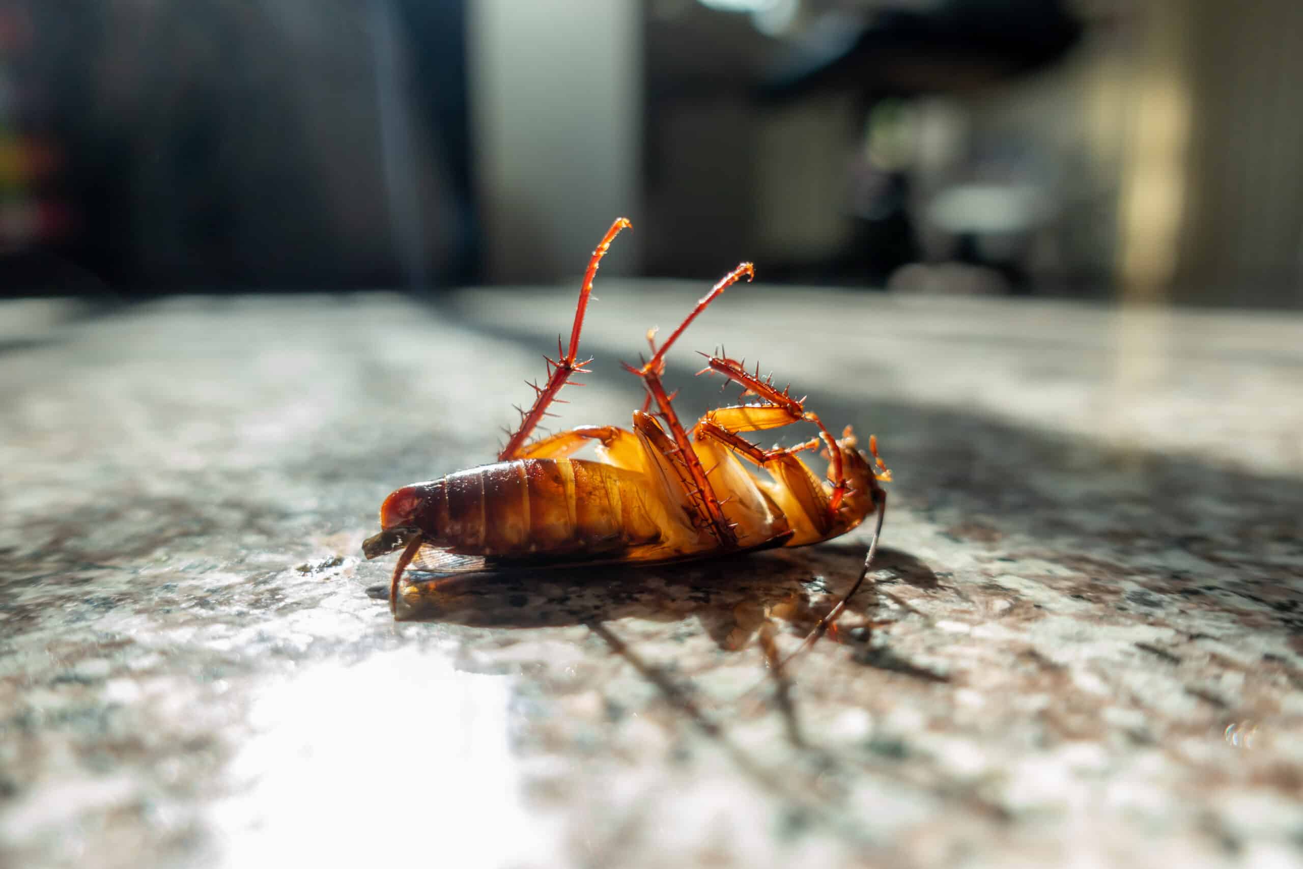 dead cockroach on floor 2023 11 27 05 17 29 utc scaled