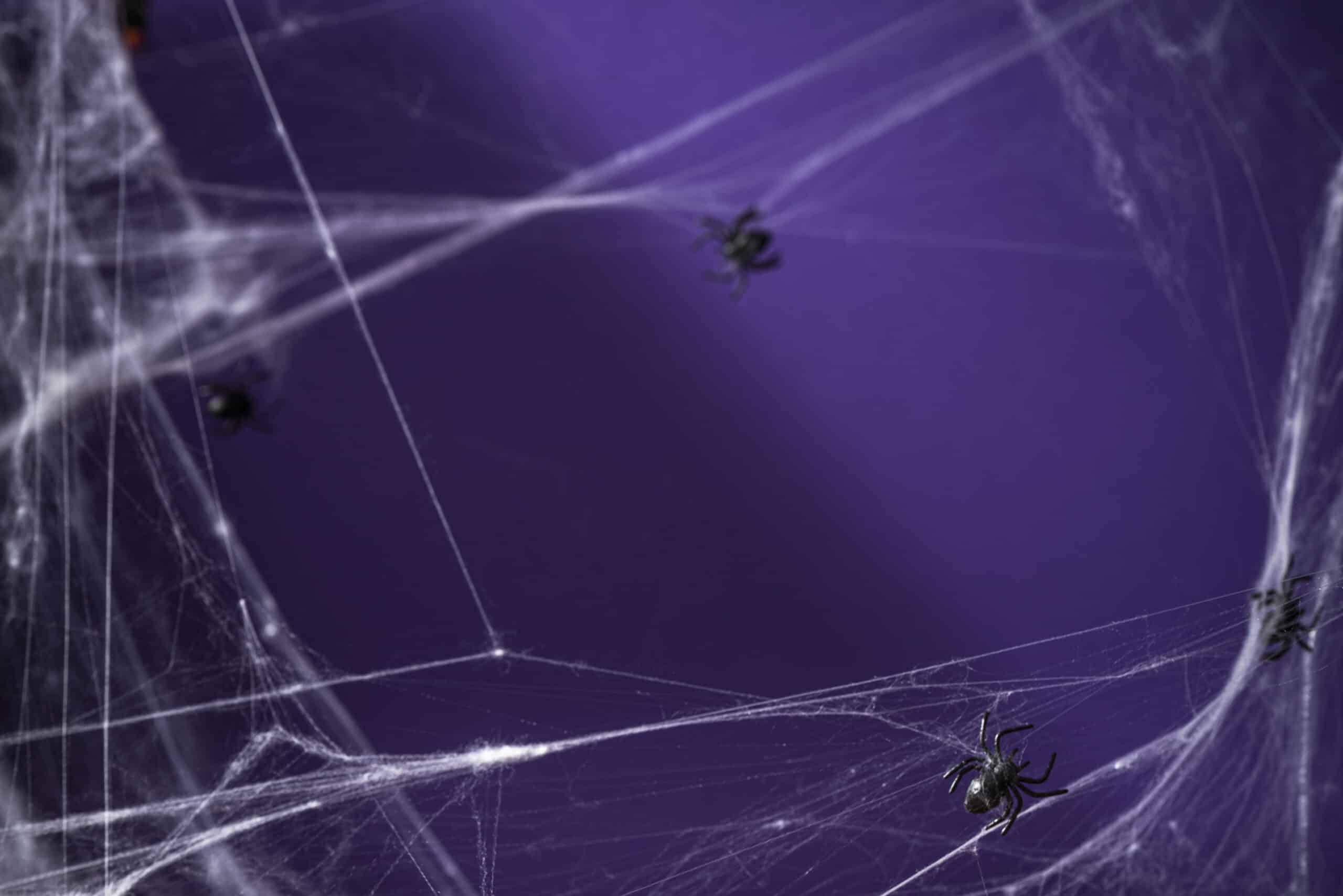 spiders in southlake texas scaled