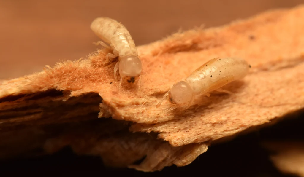 Drywood Termites 1