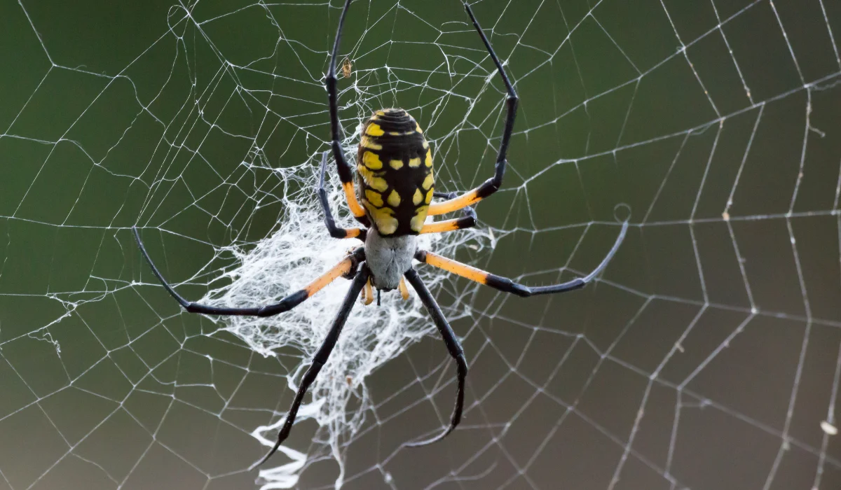 Garden Spider