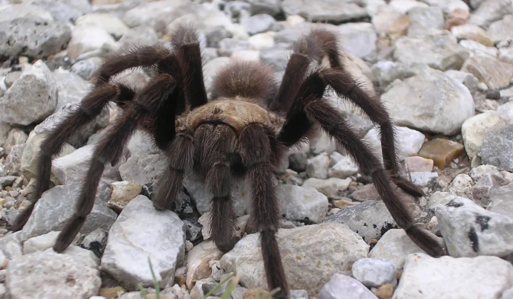 Tarantula