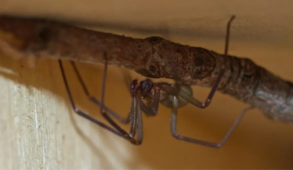 brown recluse spider hanging