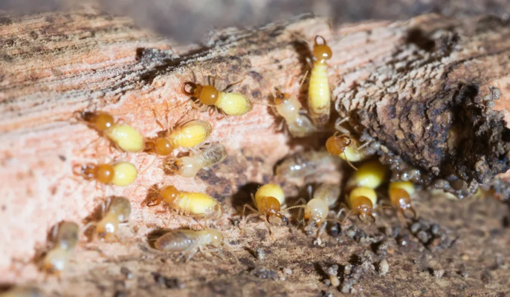 termites