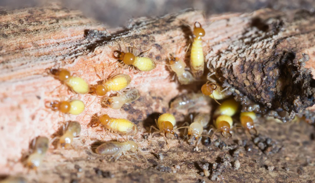 termites