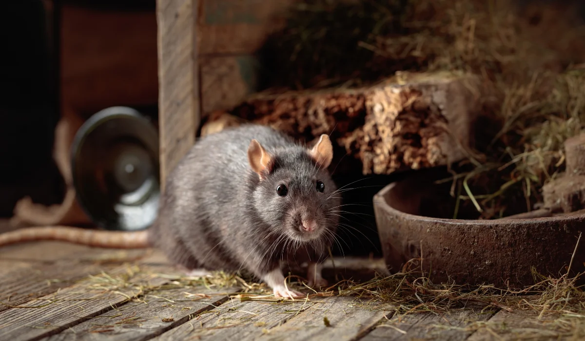 Rat in an old wooden barn with hay