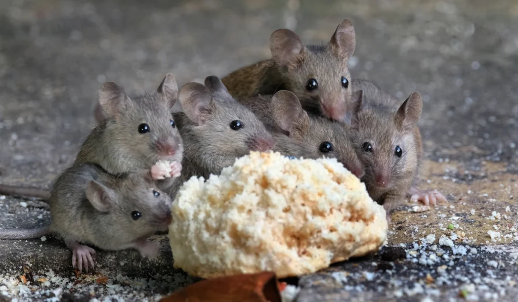 mice eating