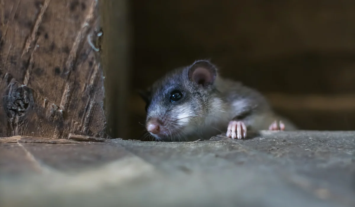rat in attic