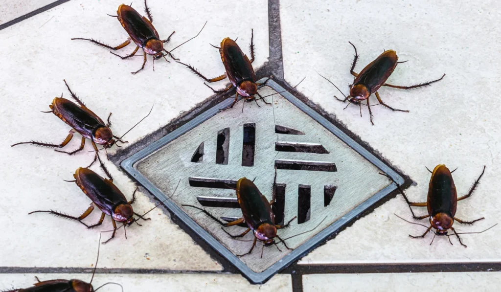 cockroaches in bathroom