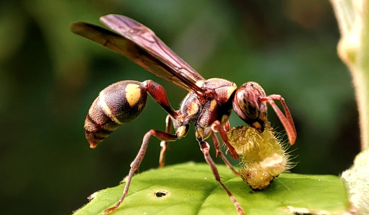 paper wasp